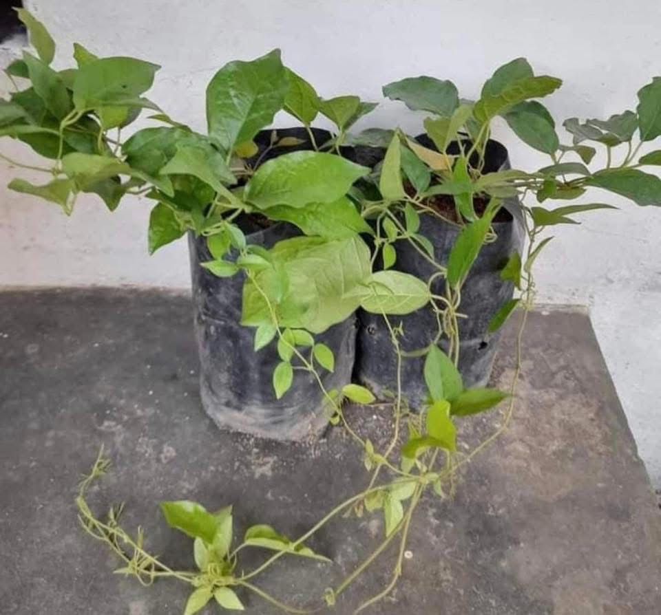 Catsclaw - Creeper - Image 3