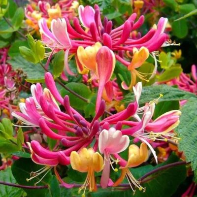 Honey Suckle - Creeper - Pink