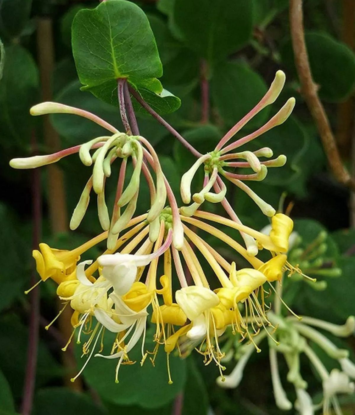 Honey Suckle - Creeper - Image 2