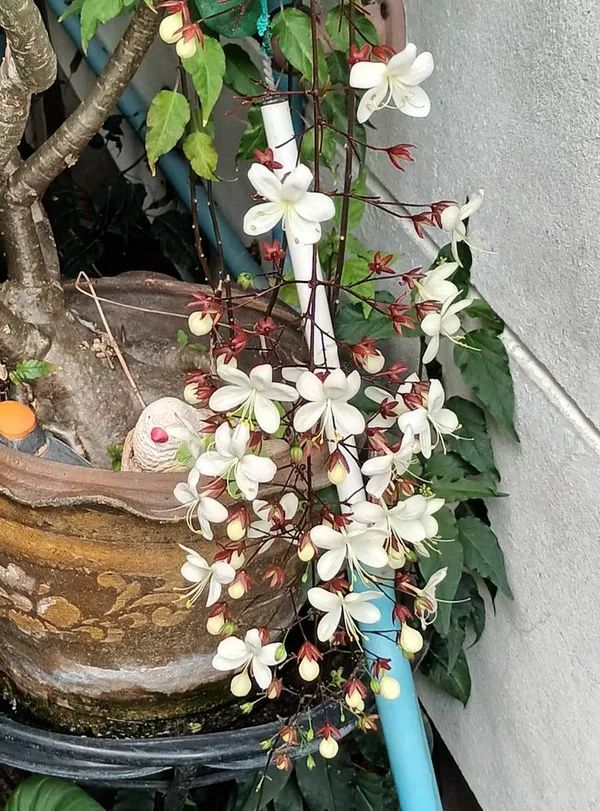 Chain of Glory - Image 3