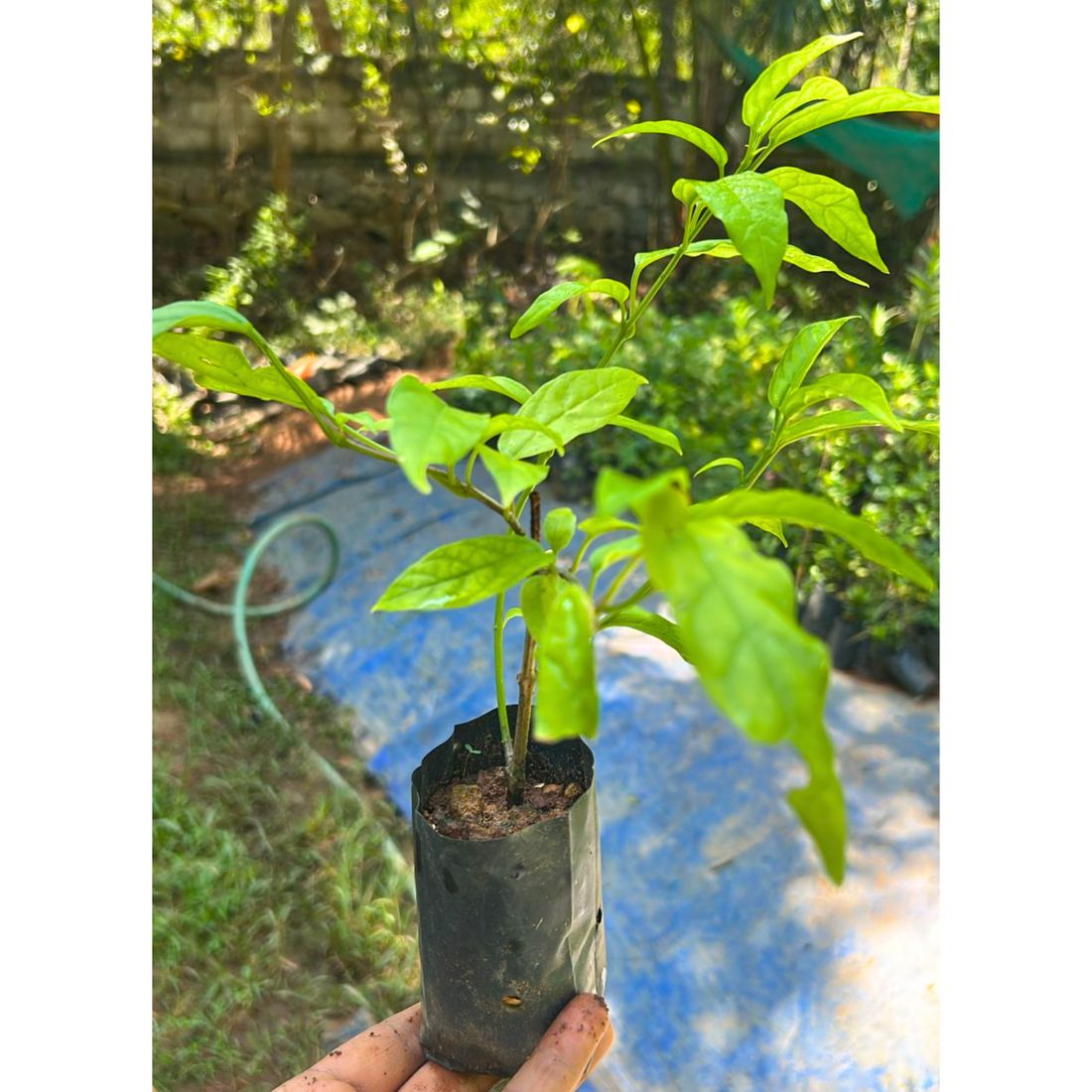 Chain of Glory - Image 4