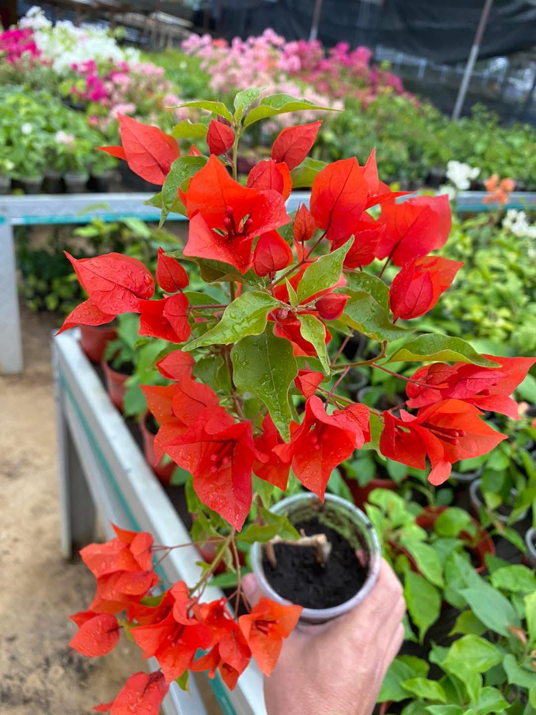 Flame - Bougainvillea
