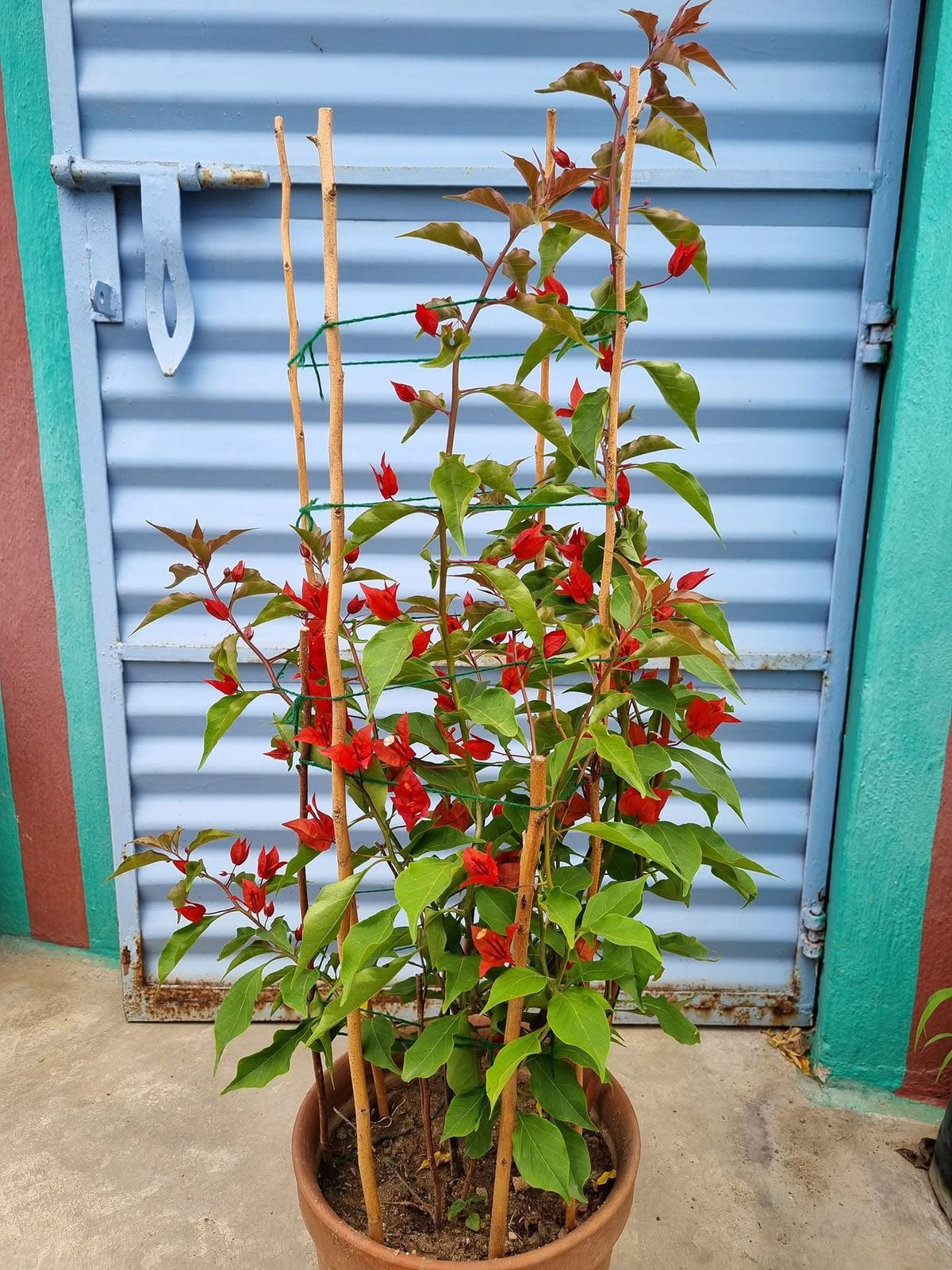 Flame - Bougainvillea - Image 2