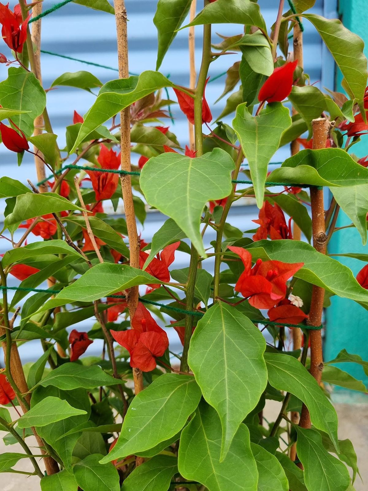 Flame - Bougainvillea - Image 4