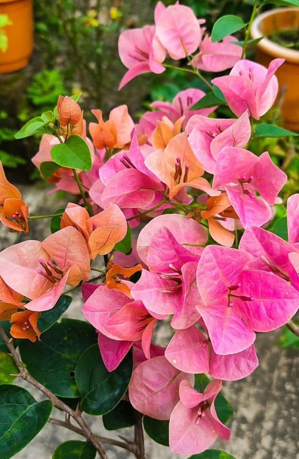 Watermelon kiss - Bougainvillea