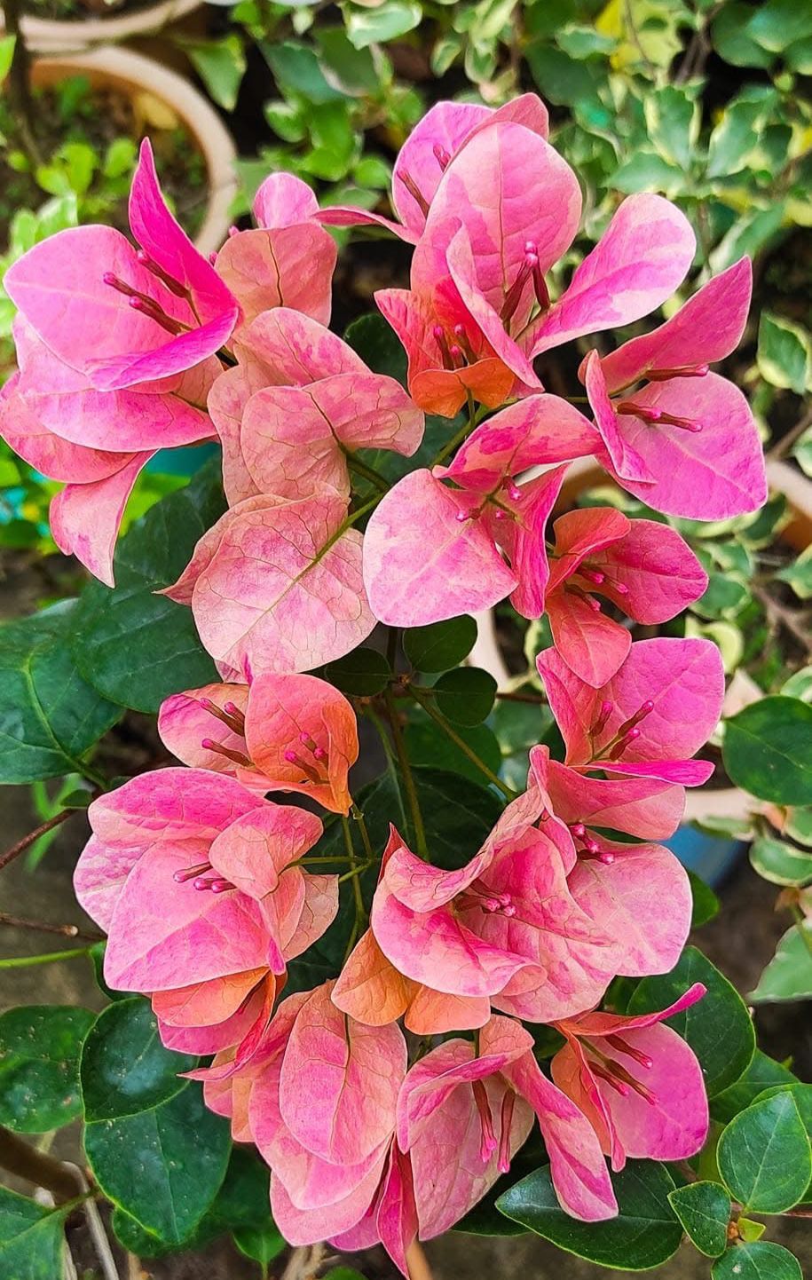 Watermelon kiss - Bougainvillea - Image 3