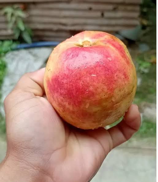 Allahabad Red Guava - Image 3