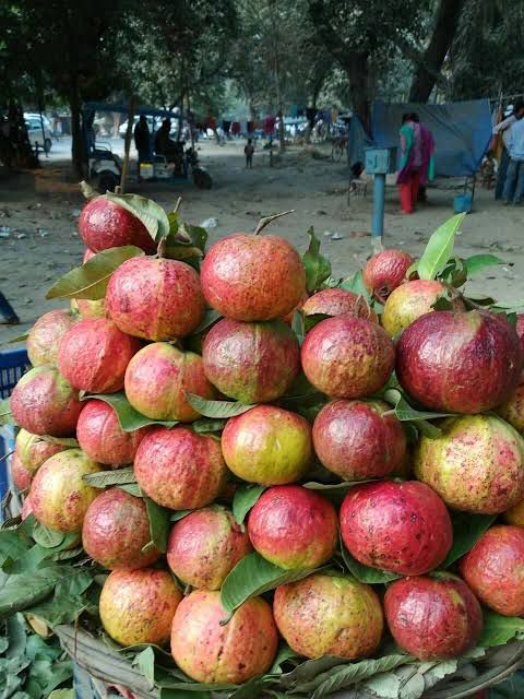 Allahabad Red Guava - Image 4