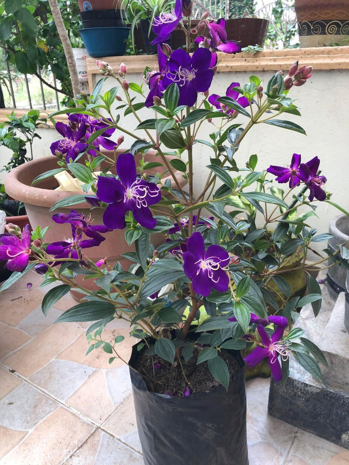 Princess Flower (Begum Bahar)