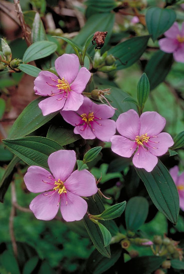 Princess Flower (Begum Bahar) - Image 3