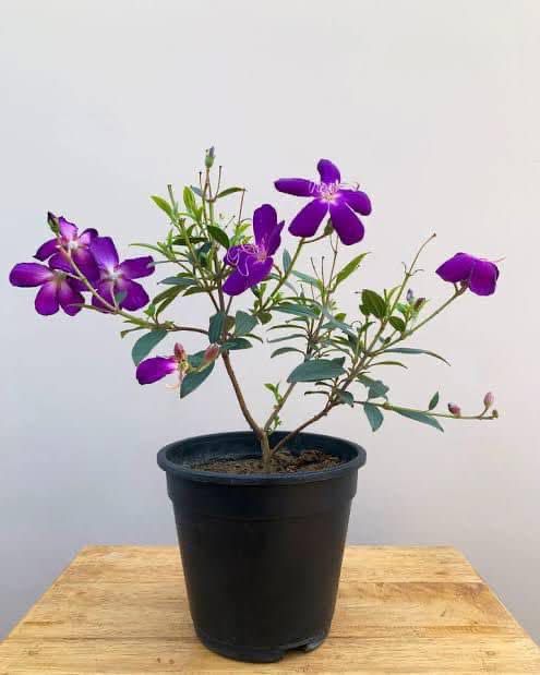 Princess Flower (Begum Bahar) - Image 2