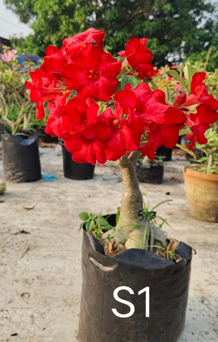 Grafted Adenium S1