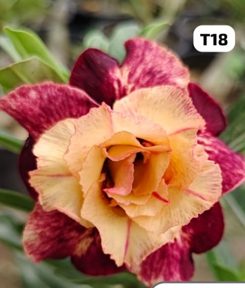 Grafted Adenium T18