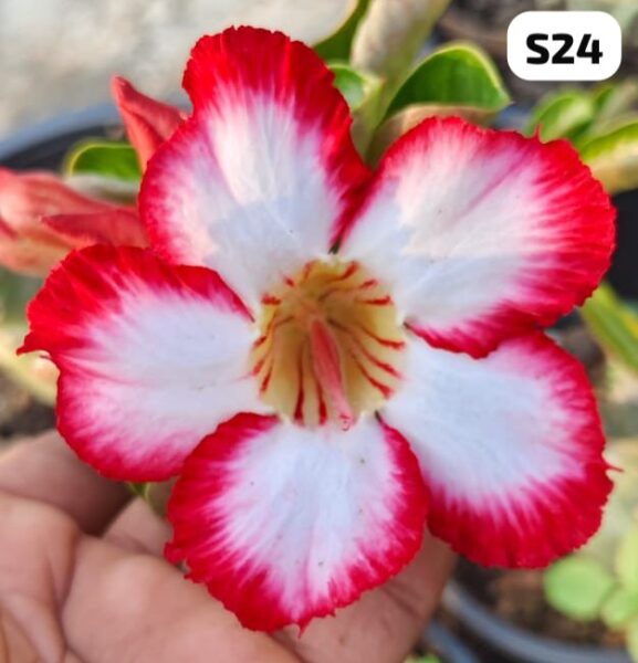 Previous Product Image