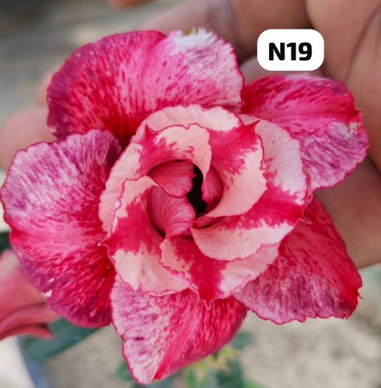 Grafted Adenium N19