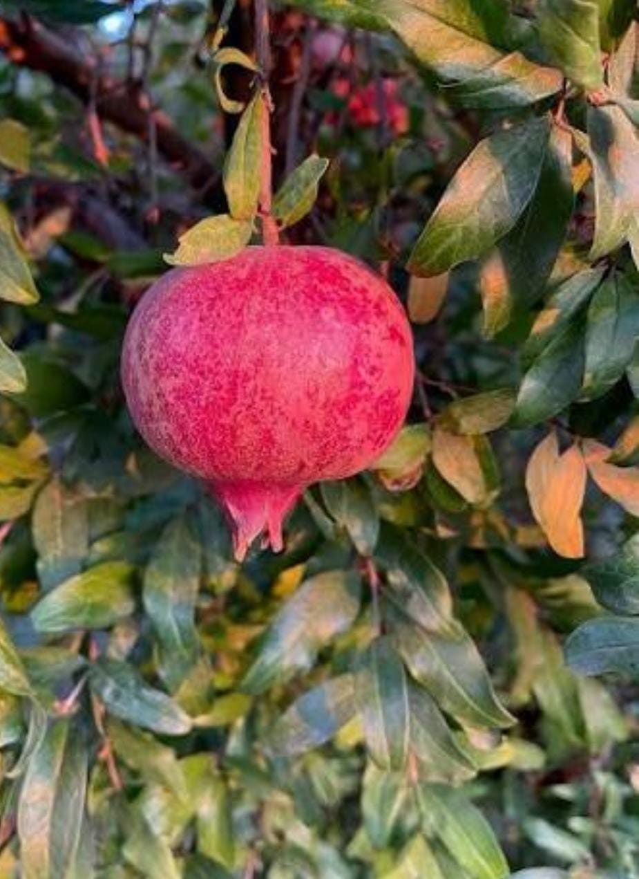 Angel Red Pomegranate