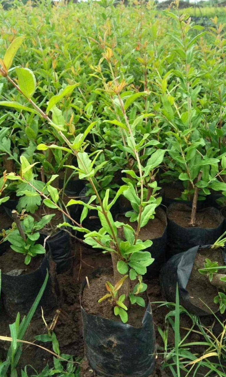 Angel Red Pomegranate - Image 2