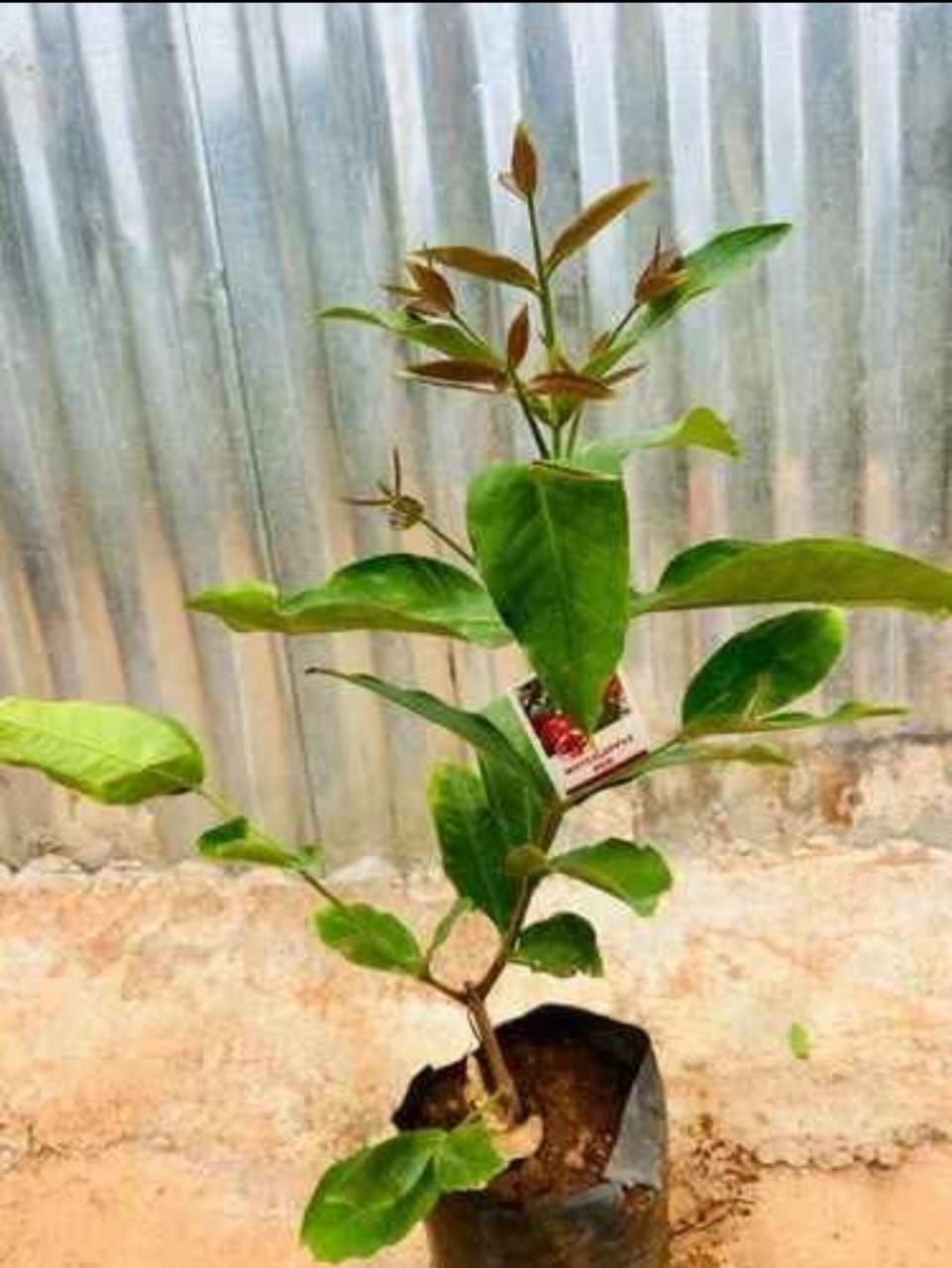 Red Wax Apple - Image 5