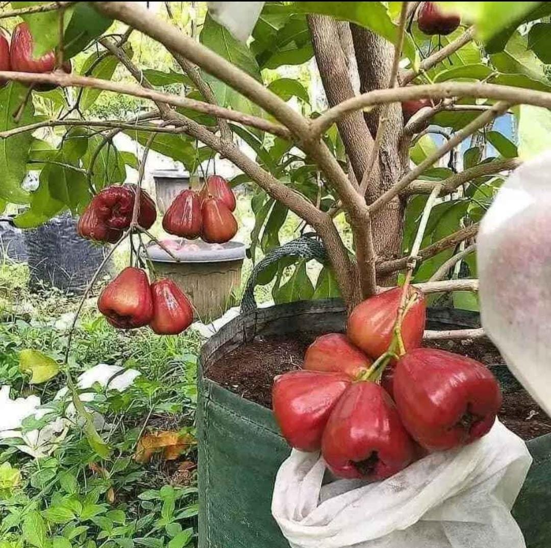 Red Wax Apple - Image 4