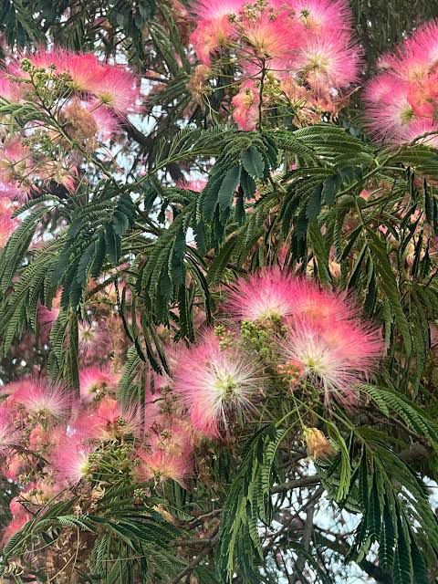 Powder Puff Tree - Image 2