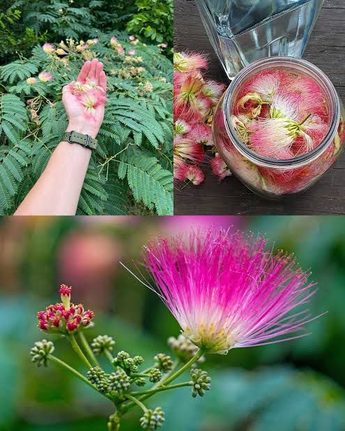 Powder Puff Tree - Image 3