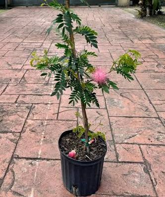 Powder Puff Tree - Image 4