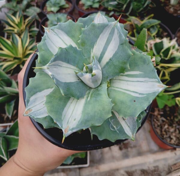 Previous Product Image