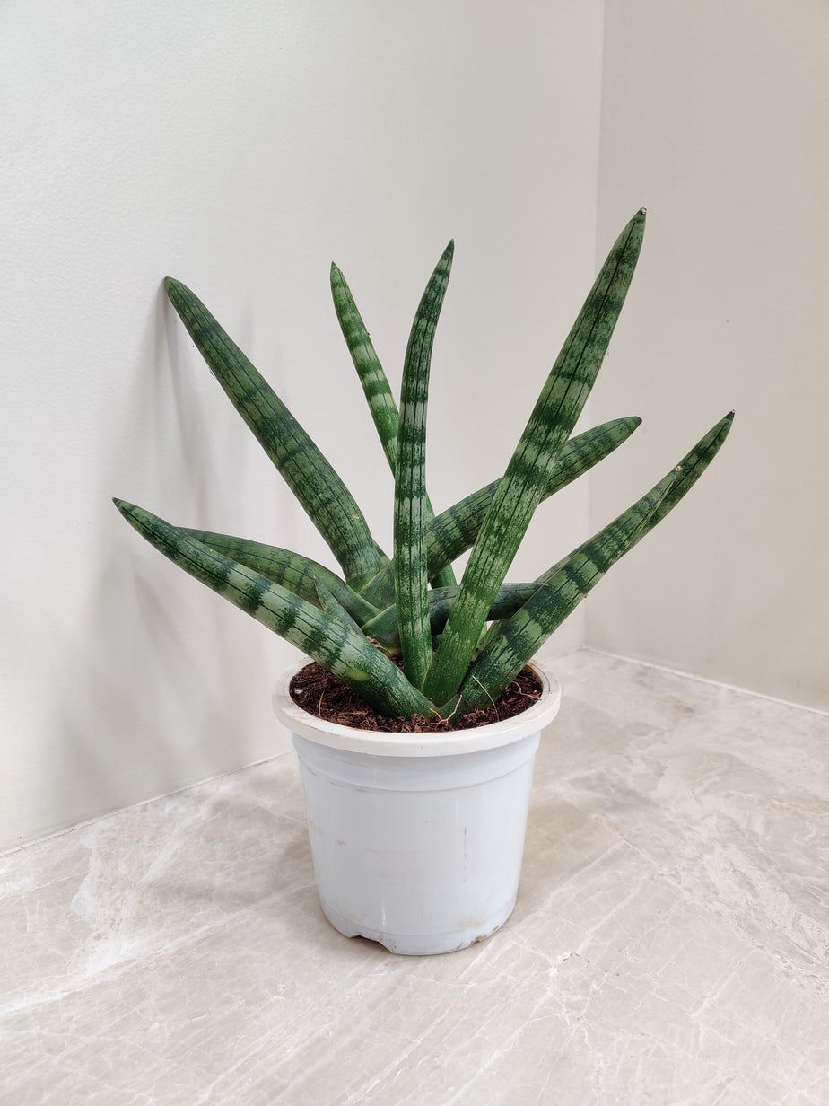 Sansevieria Cylindrica Boncel - Snake Plant