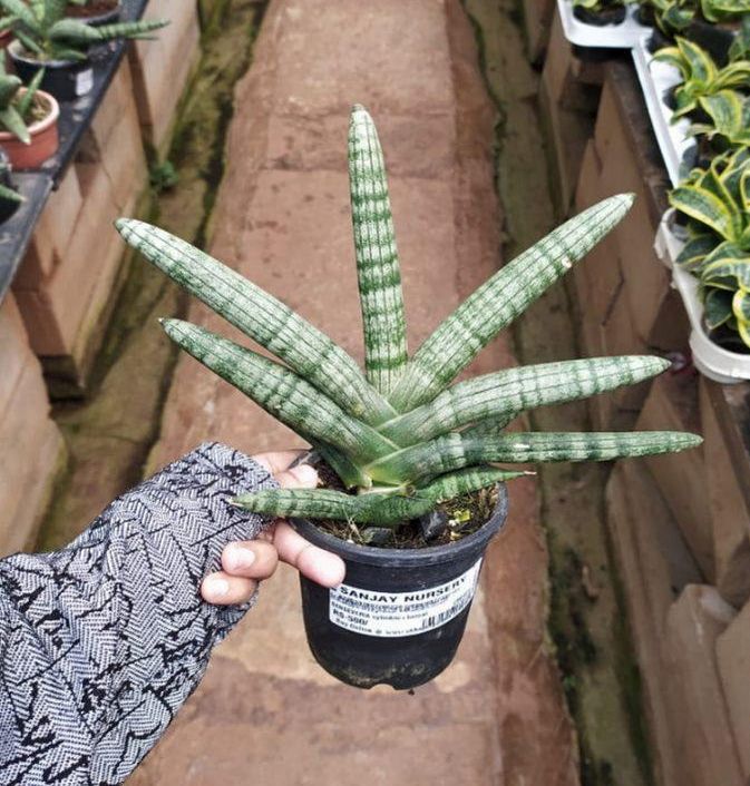 Sansevieria Cylindrica Boncel - Snake Plant - Image 2