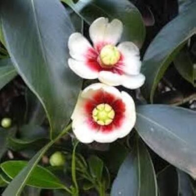 Autograph (Clusia Rosea) Tree - Shagun Nursery