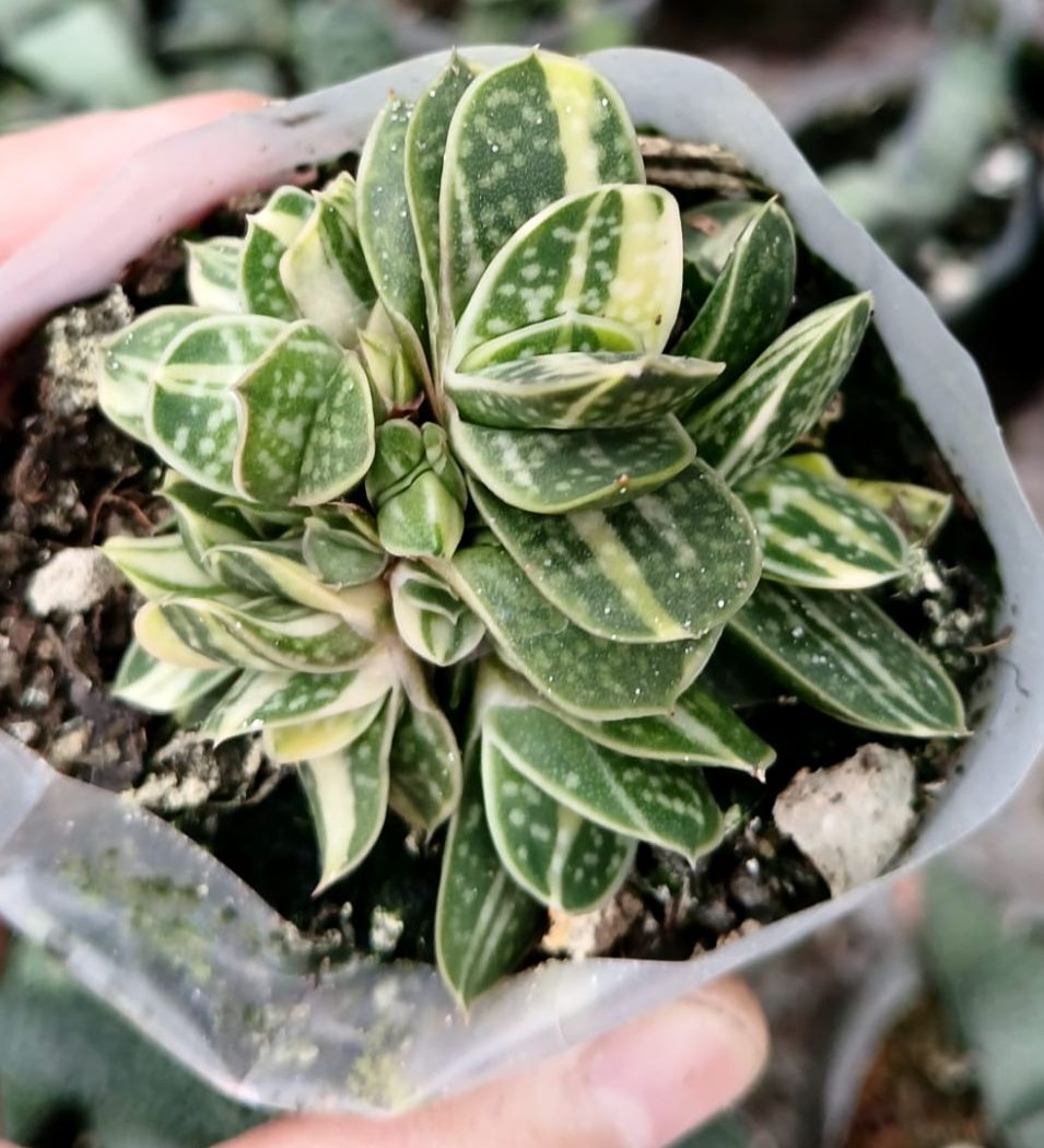 Gasteria Minima f. variegated - Image 2