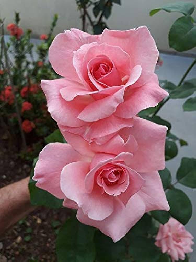 Tournament of Roses - HT Climbing rose - Image 3