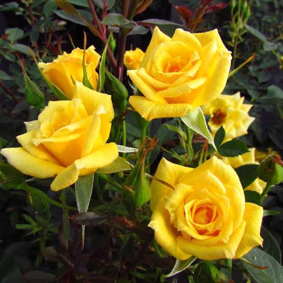Good As Gold - HT Climbing rose - Image 2