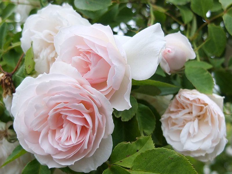Coconut Ice - HT Climbing Rose