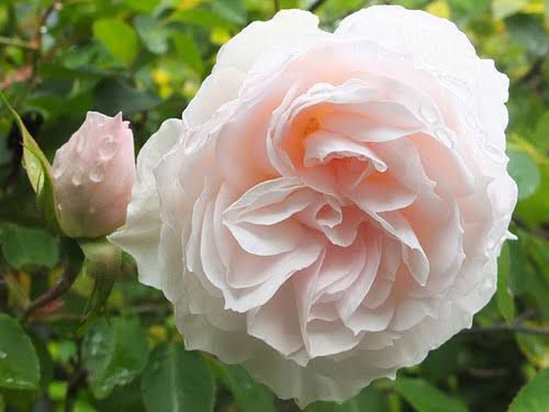 Coconut Ice - HT Climbing Rose - Image 3