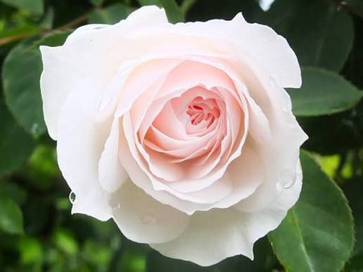 Coconut Ice - HT Climbing Rose - Image 2