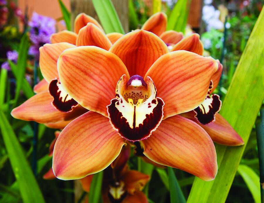 Cymbidium Mighty Sunset Jerry