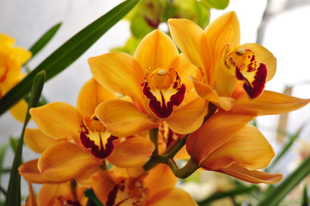 Cymbidium Mighty Sunset Jerry - Image 2