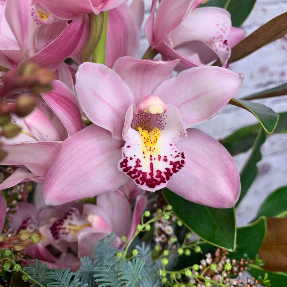 Cymbidium Pink Surprise - Image 3