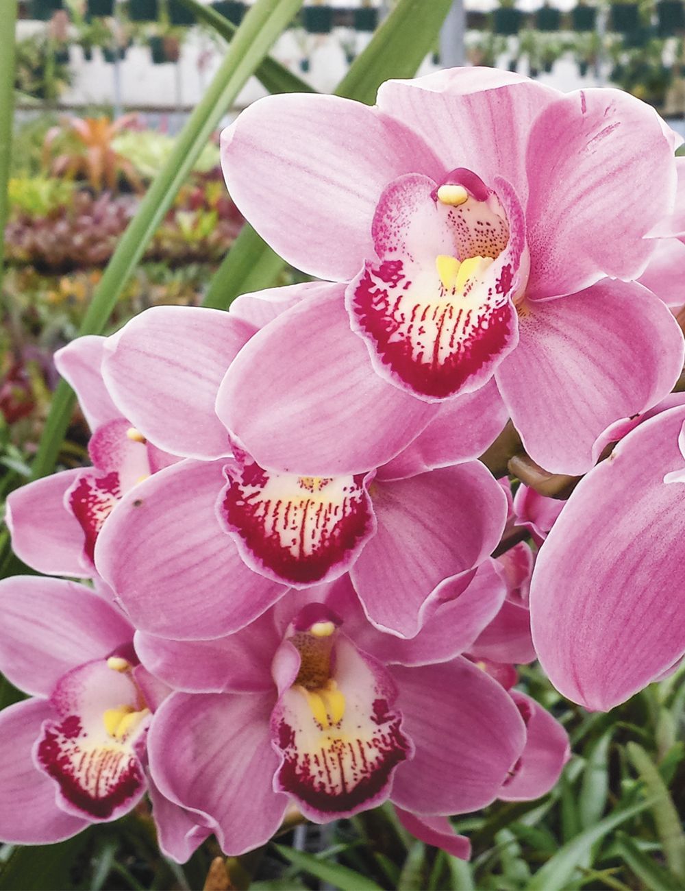 Cymbidium Pink Surprise - Image 2