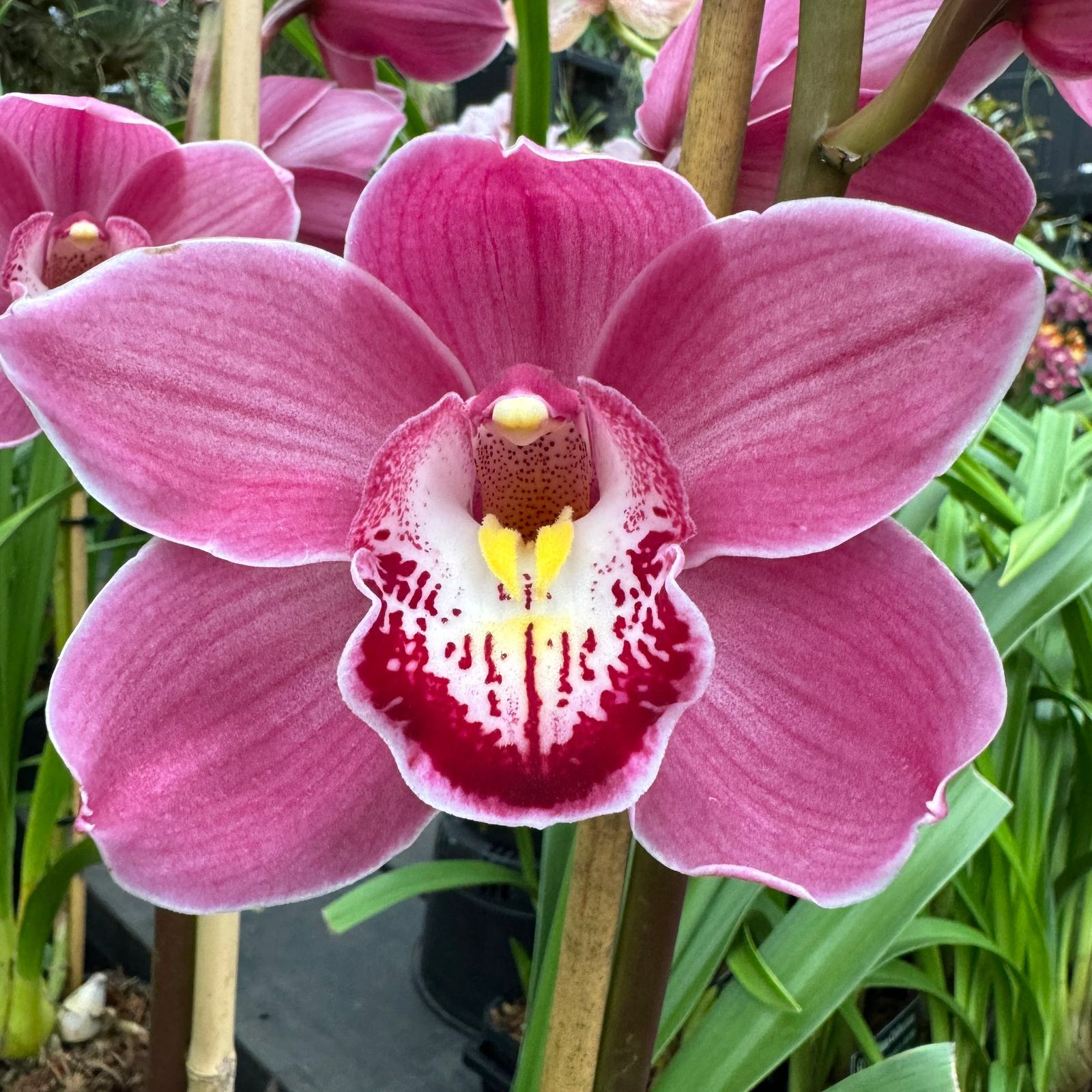Cymbidium Pink Surprise