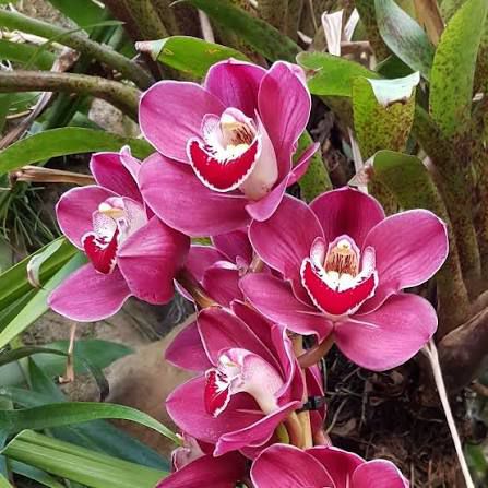 Cymbidium Rotorua Rose - Image 3