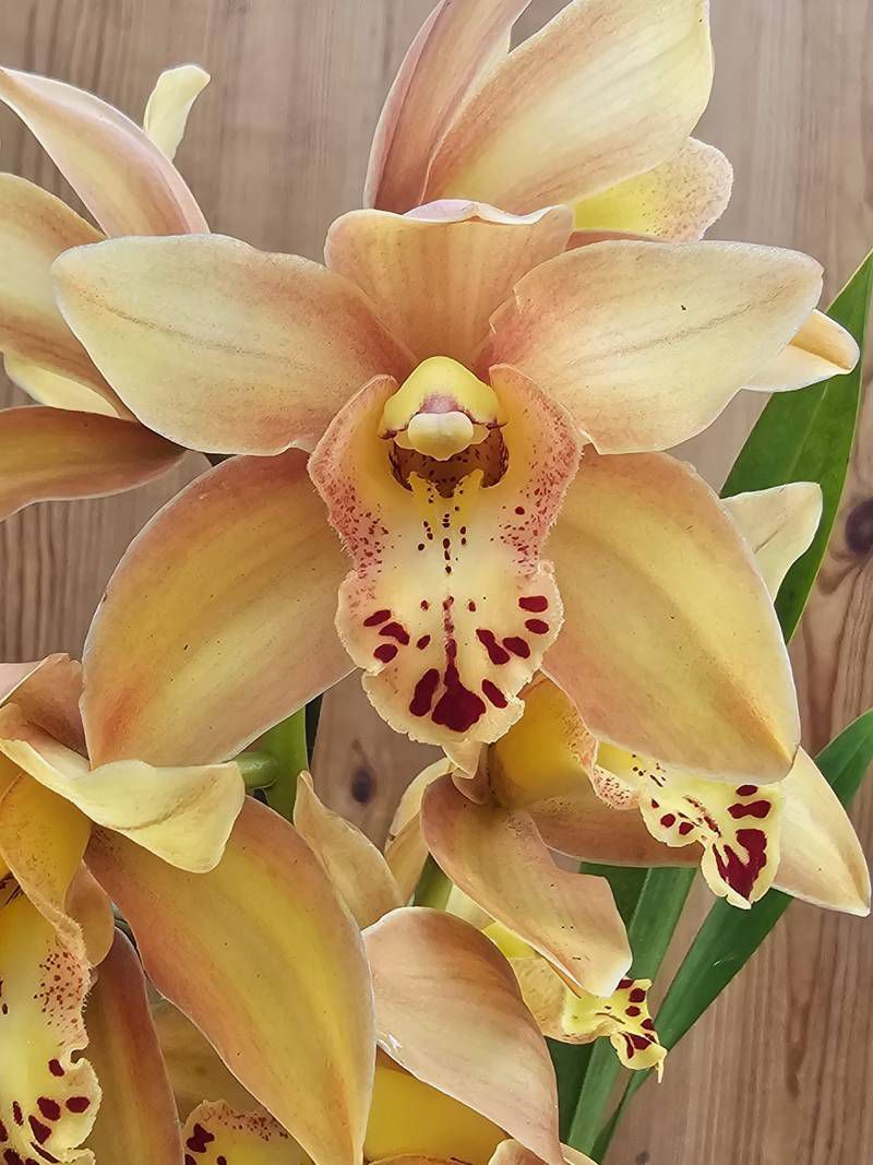 Cymbidium Summer Pearl - Image 4