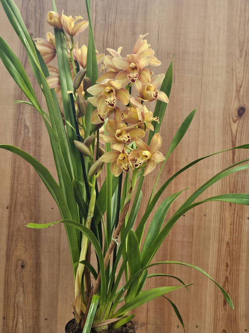 Cymbidium Summer Pearl - Image 3