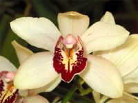 Cymbidium Summer Pearl - Image 2