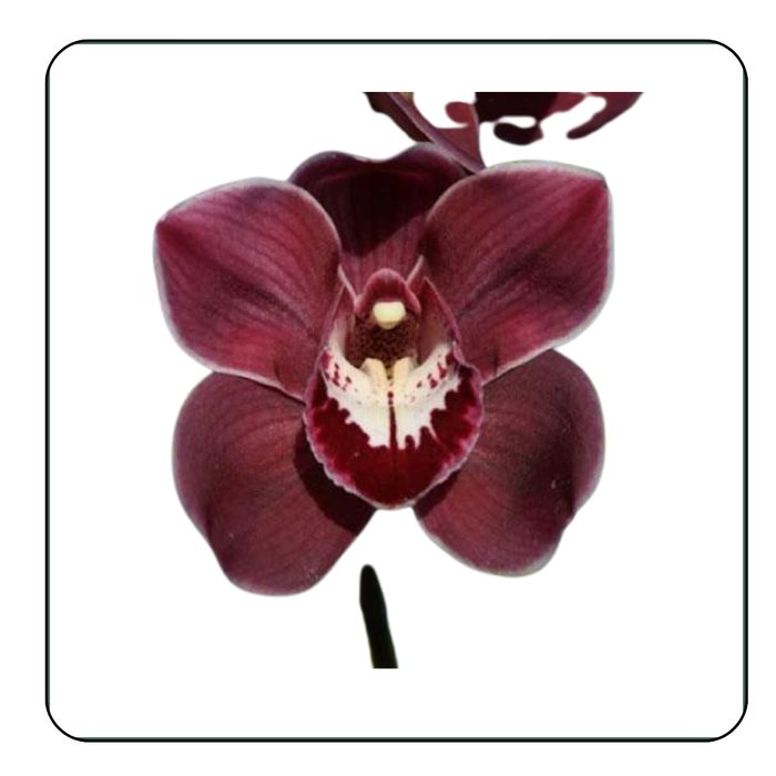 Cymbidium Kiwi Midnight - Image 4