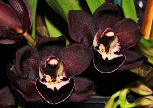 Cymbidium Kiwi Midnight