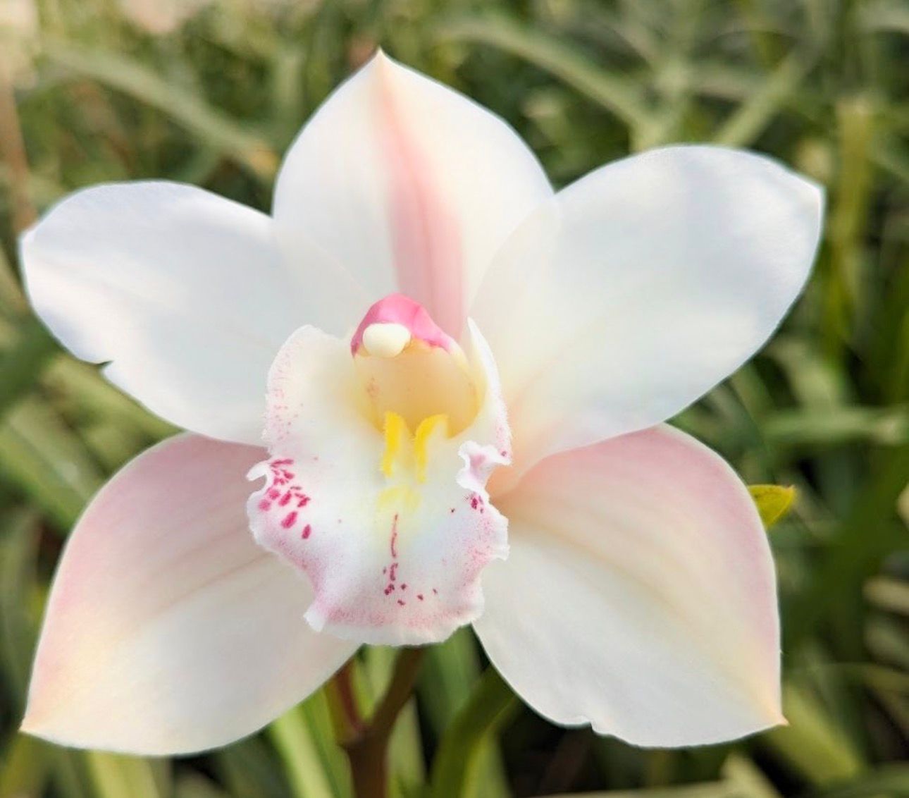 Cymbidium Steffi - Image 3