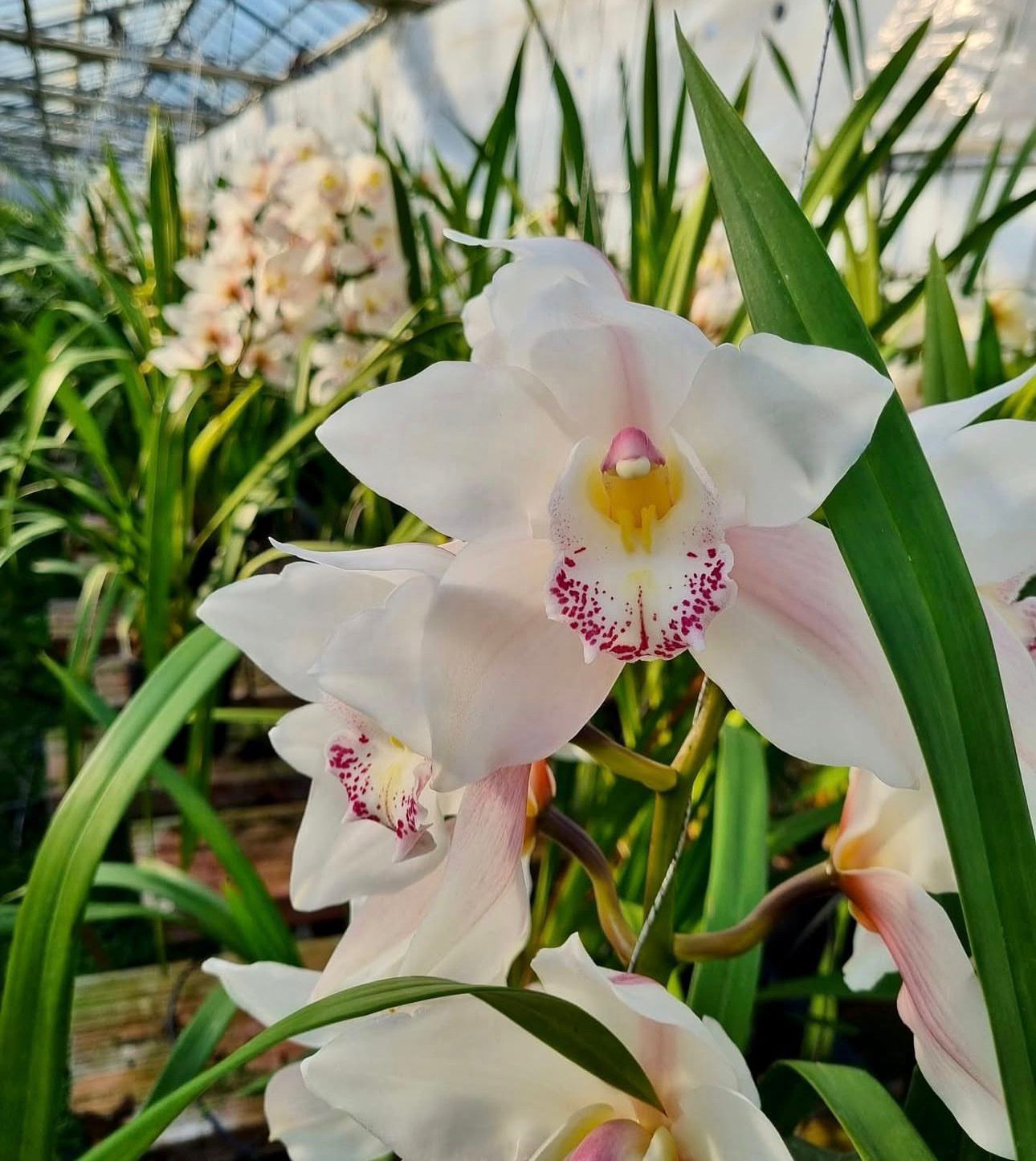 Cymbidium Steffi - Image 2