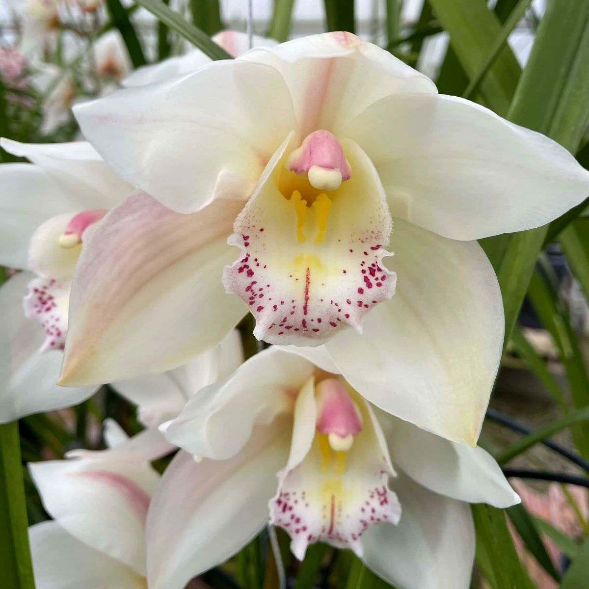 Cymbidium Steffi